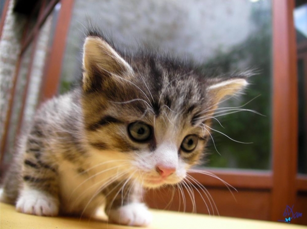 Chaton rigolo