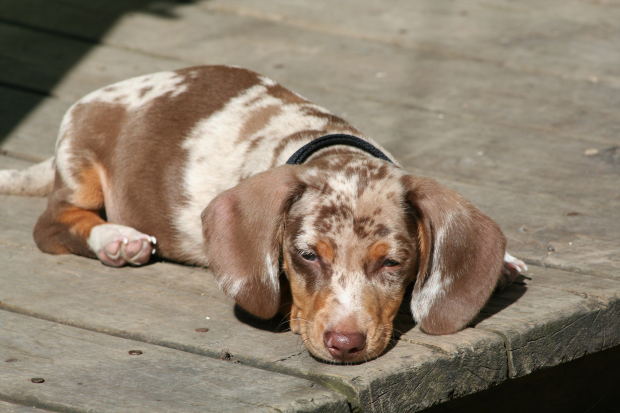 Chiot faisant une sieste