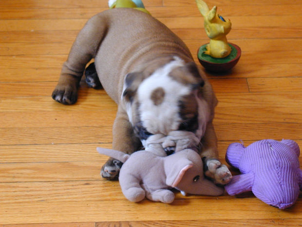 Chiot bulldog anglais