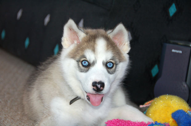 Chiot husky