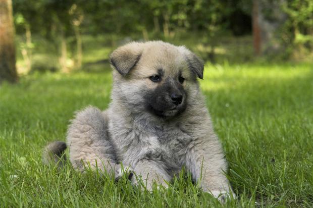 Chiot leonberg