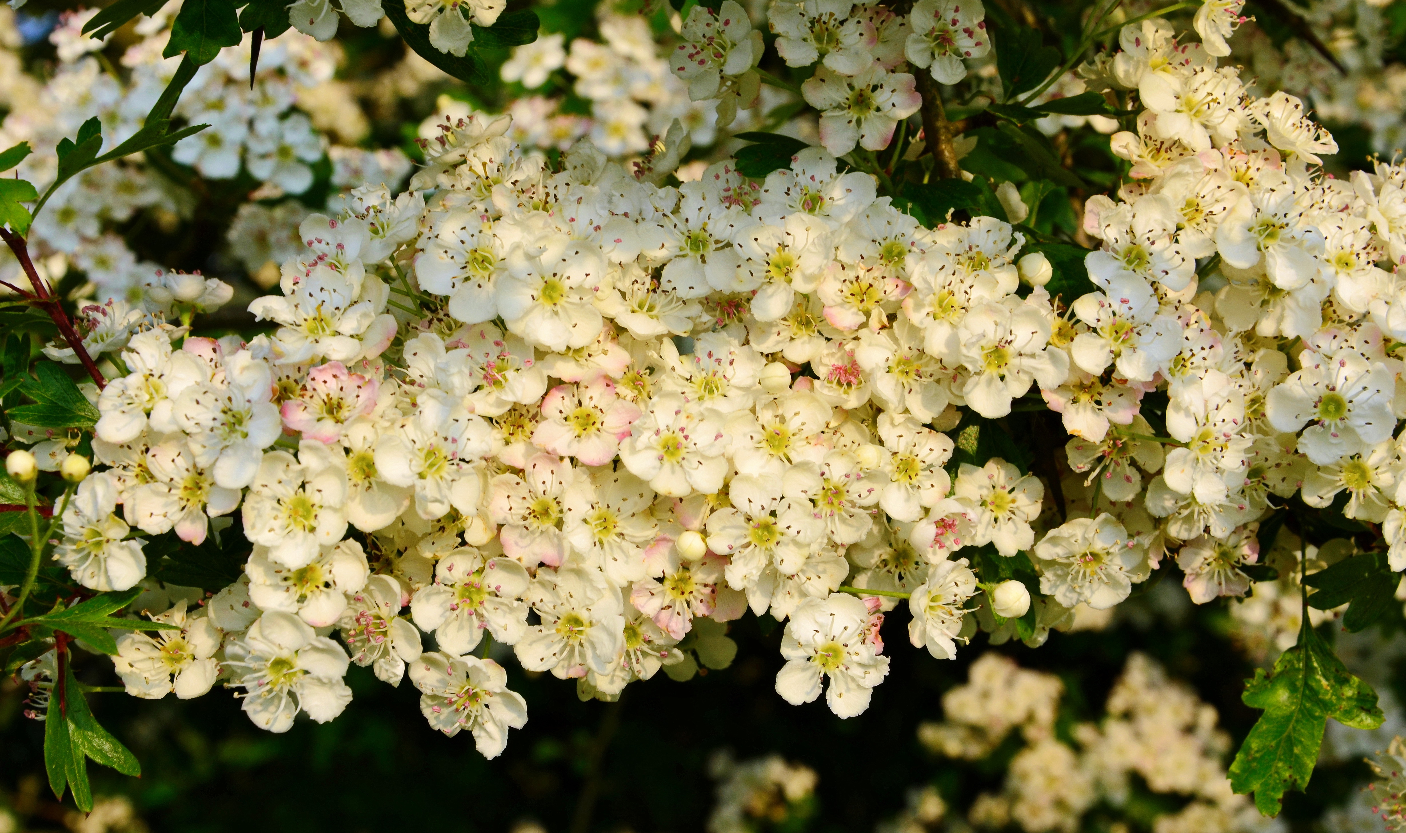 Fleurs d aubepine web2