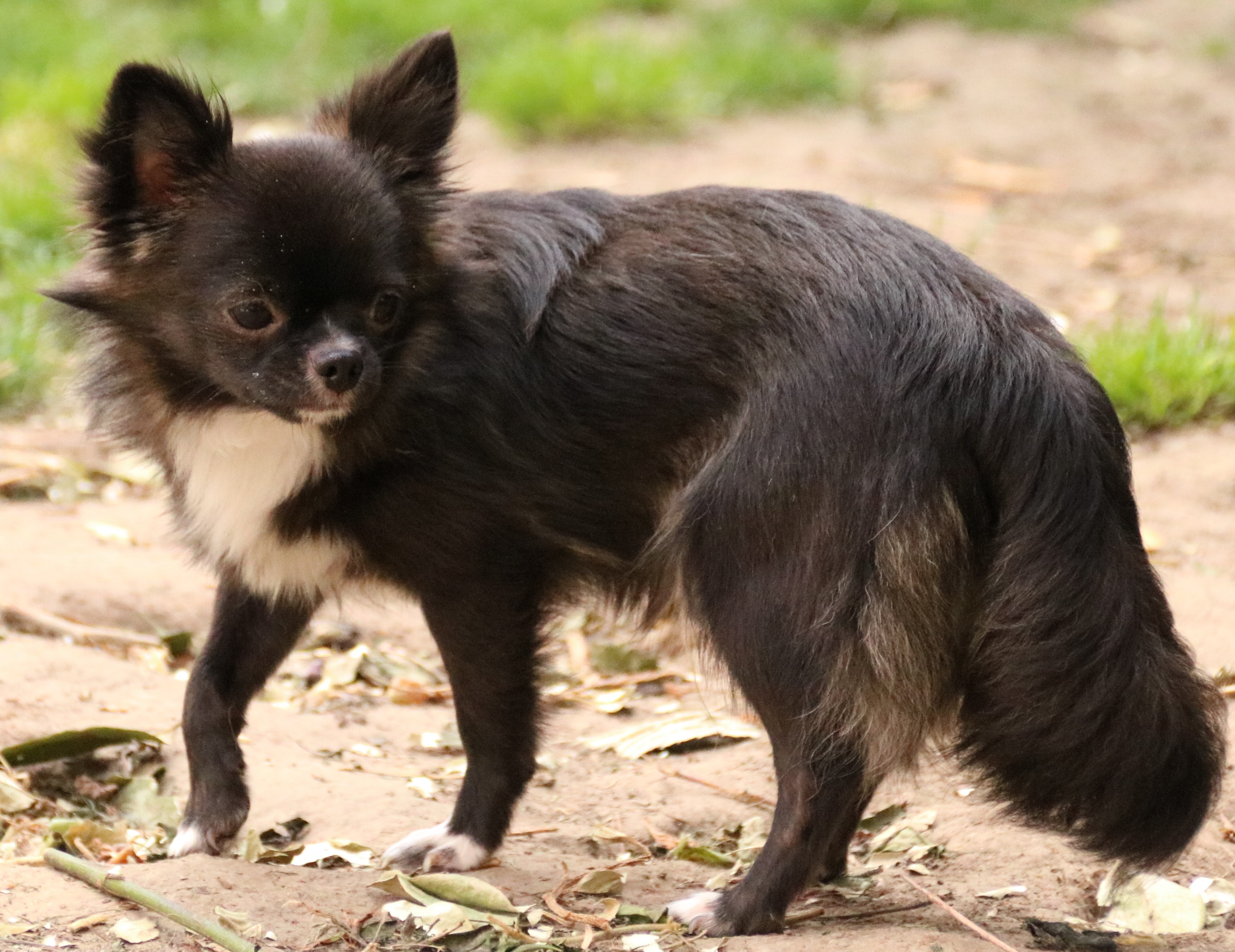 Wolf Timber des Minis Précieux