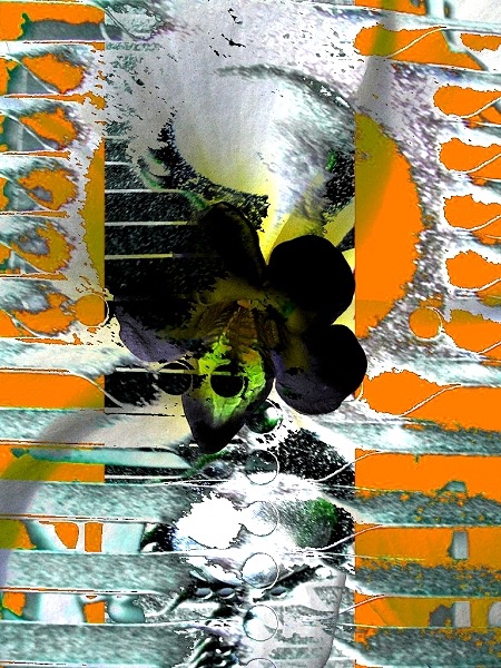 Inflorescence 16