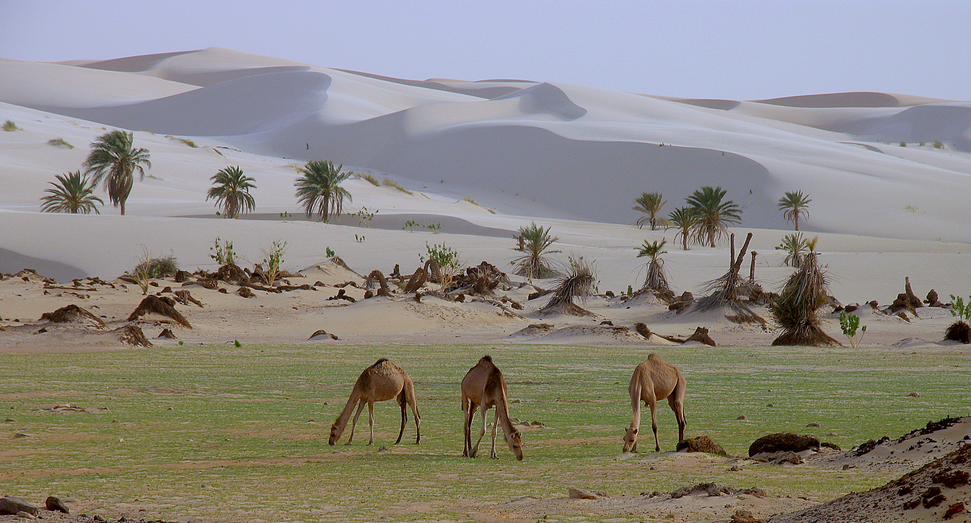 Sahara Mauritanie 2cv dunes de sert Cyril et Sylvie Taloghza