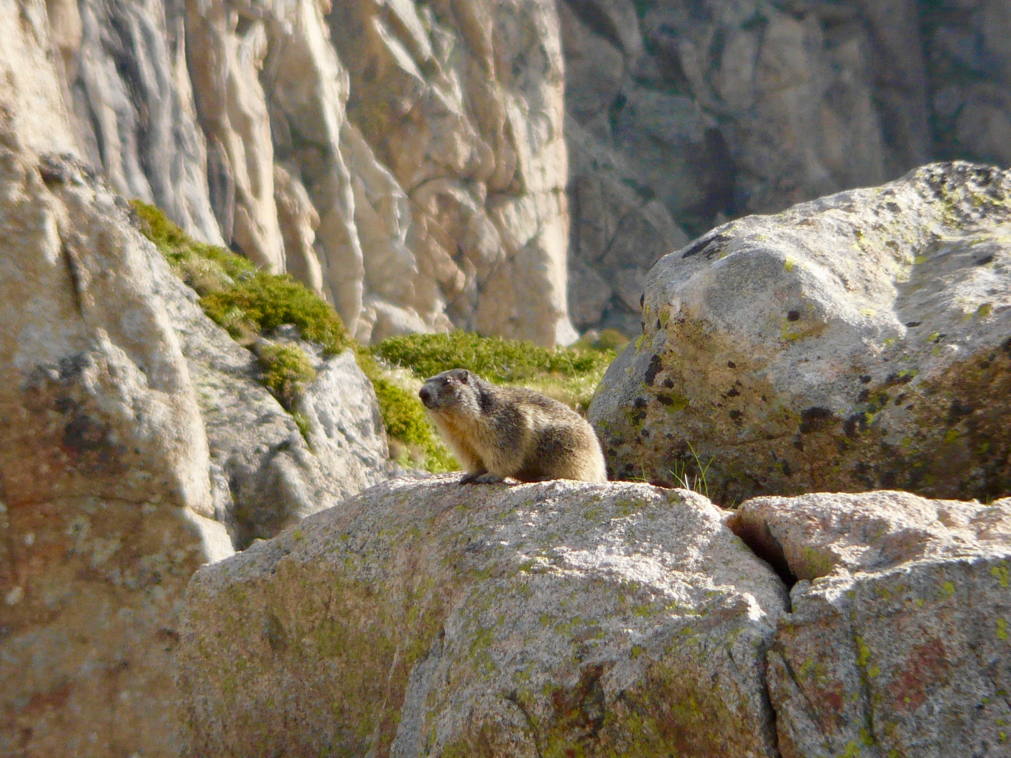 33 marmotte