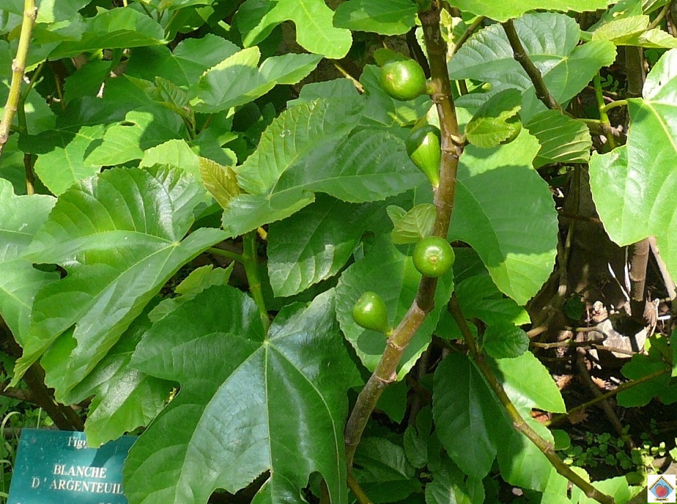 les figues à Bagnolet