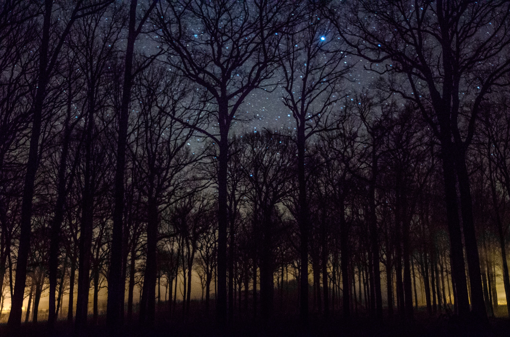 Foret etoiles