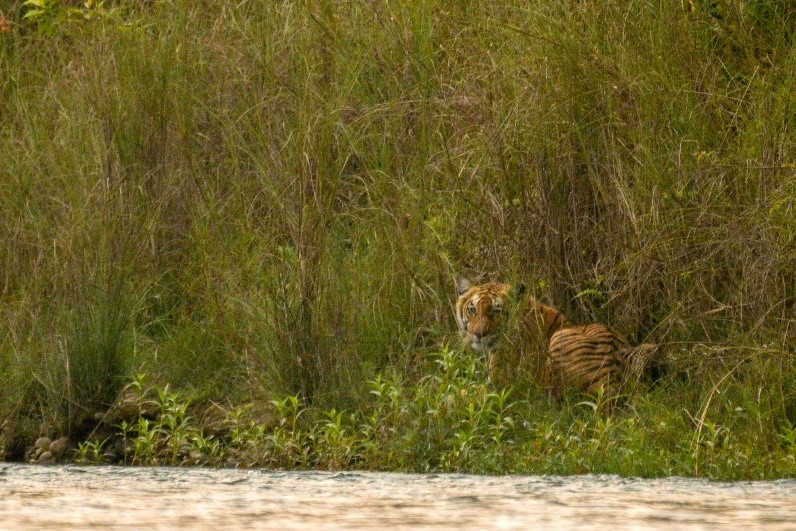 Tigre du Bengale dans les hautes herbes