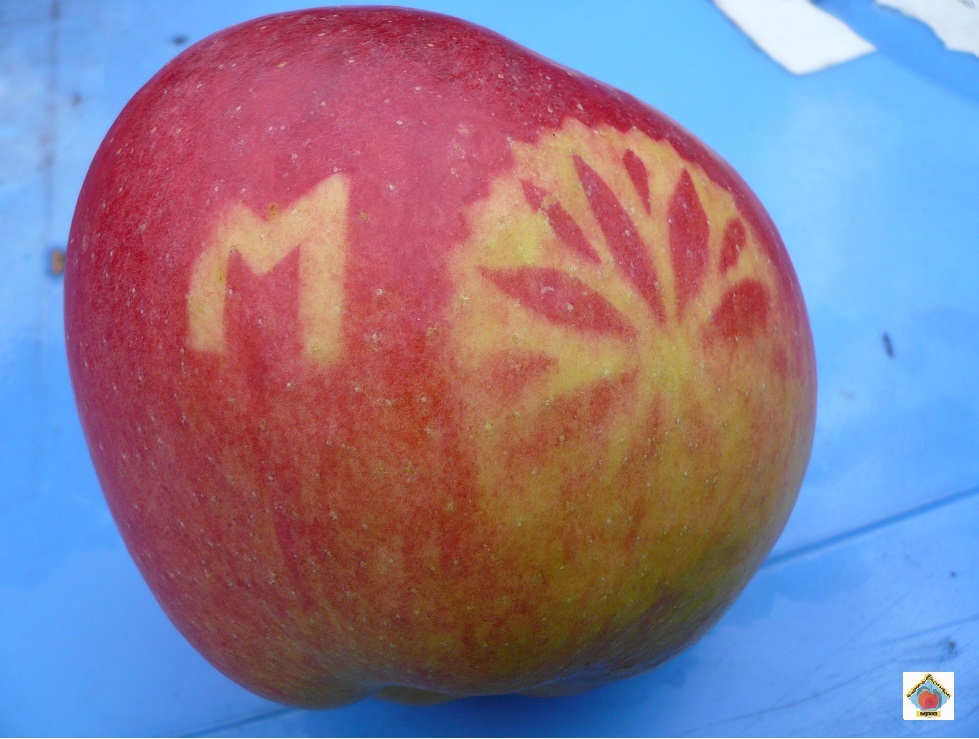les pommes marquées