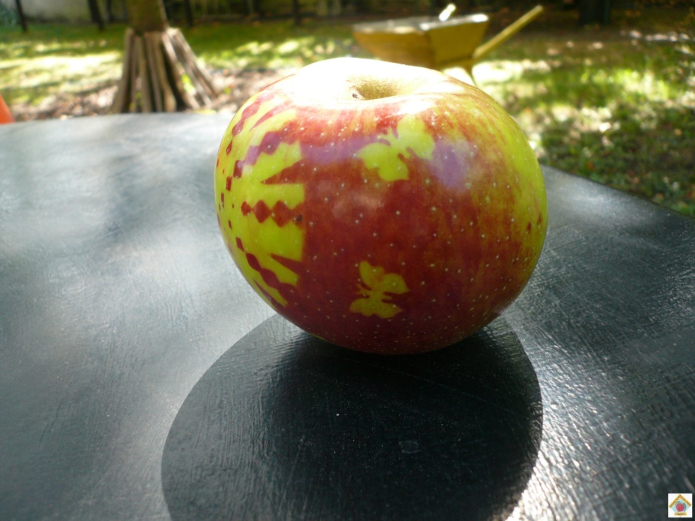 le marquage des pommes