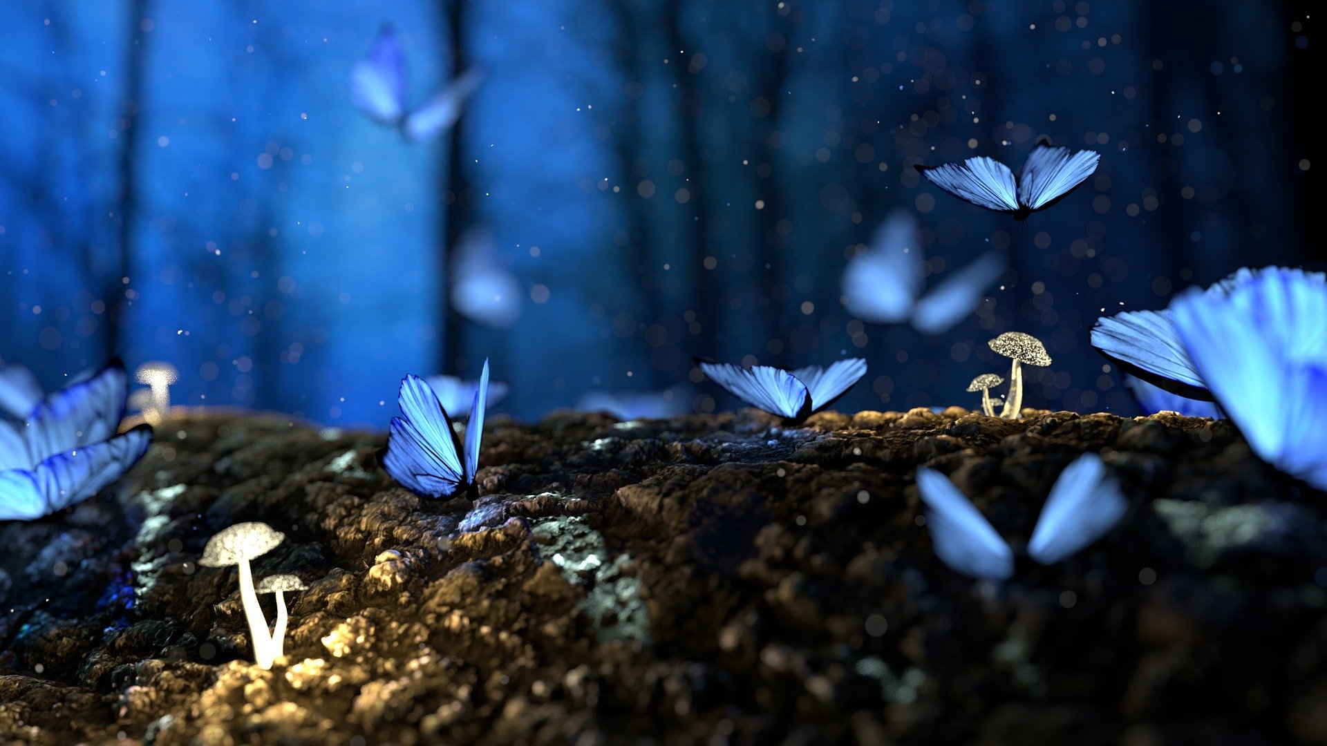 Butterfly 2049567 1920