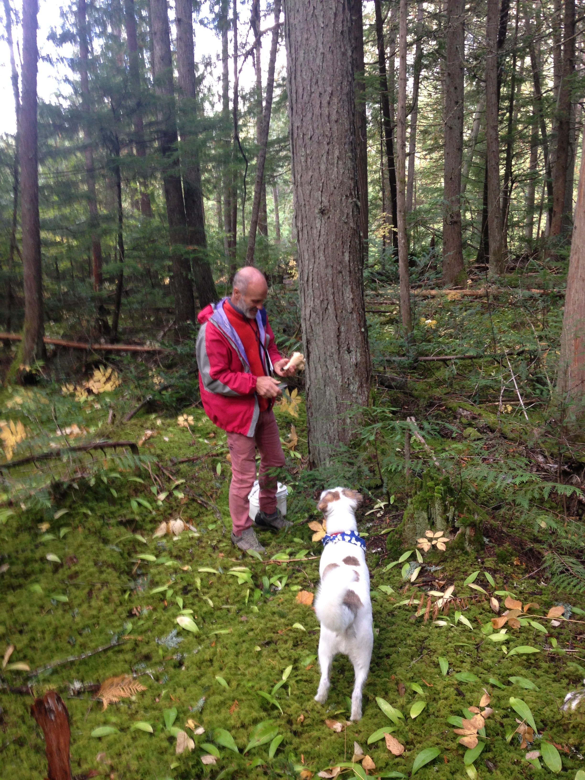 Wild Way - Mushroom Picking in the Canadian Wilderness