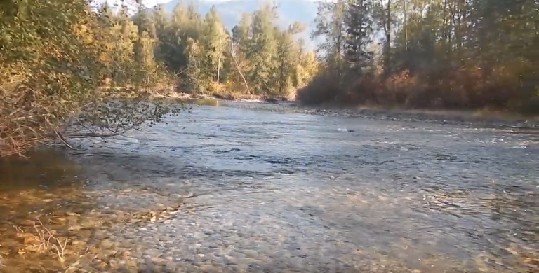 Salmon Spawning in British Columbia, Canada