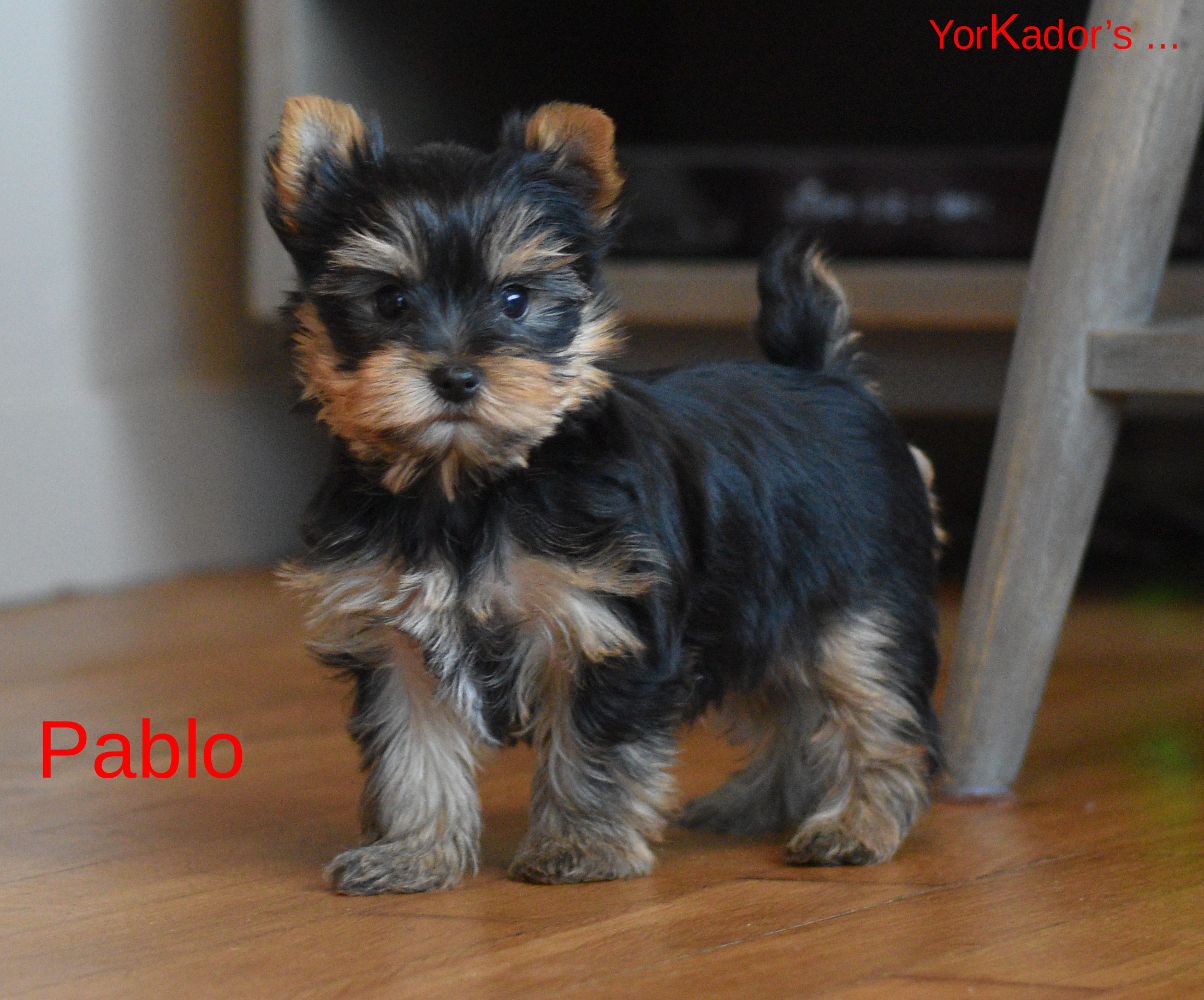 Pablo