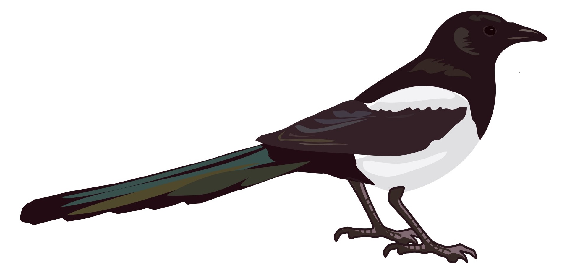 Magpie 1433531024W1Q