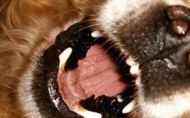 Mon chien aboie souvent. Que puis-je faire ?
