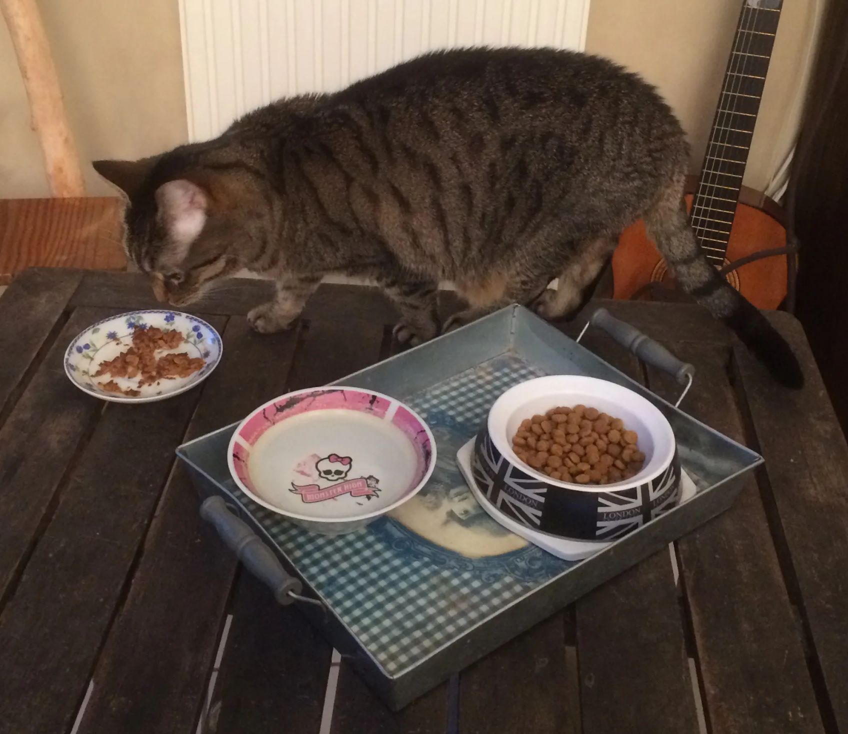 Questions-Réponses sur le comportement alimentaire du chat