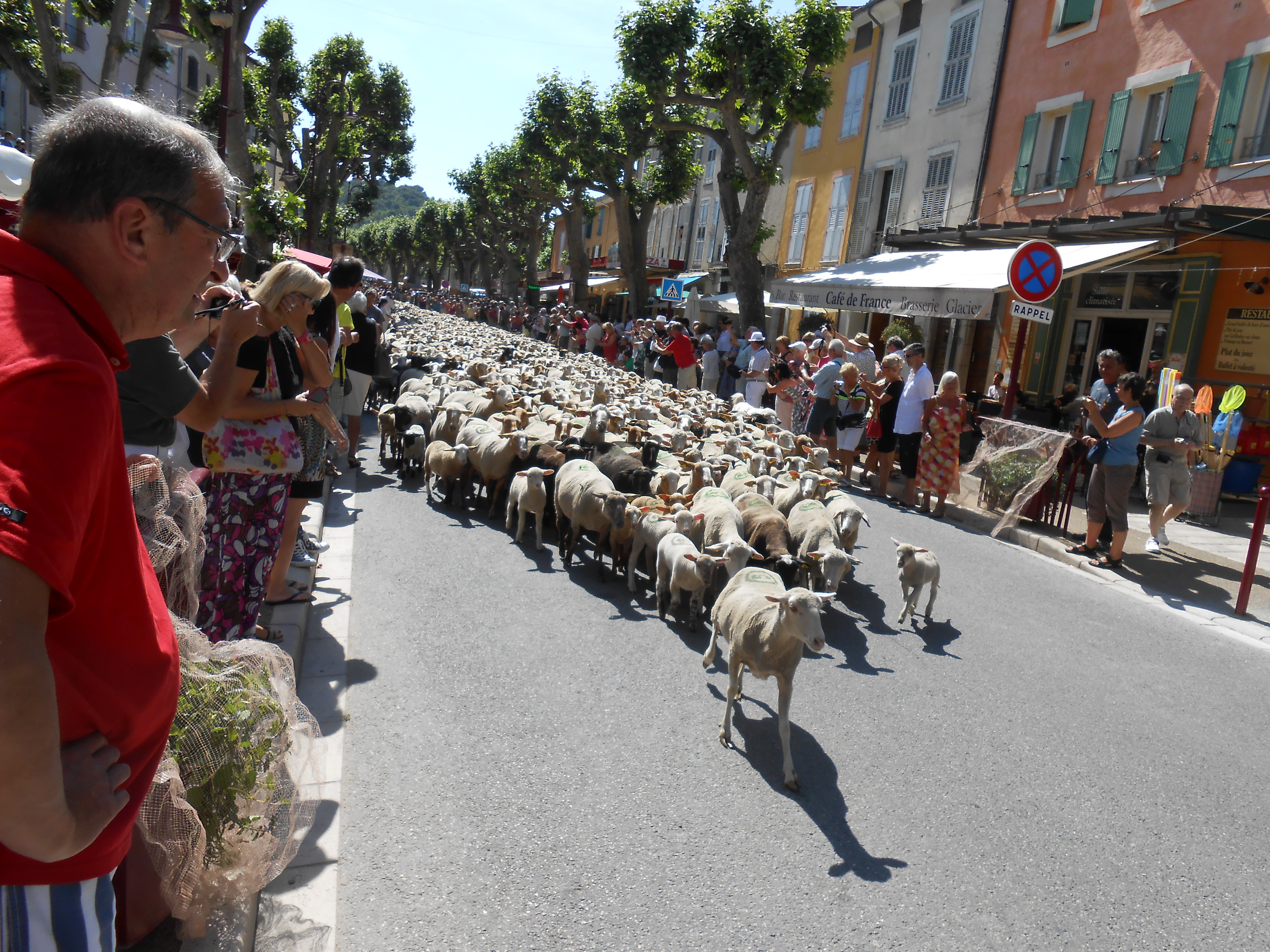 Transumance 1