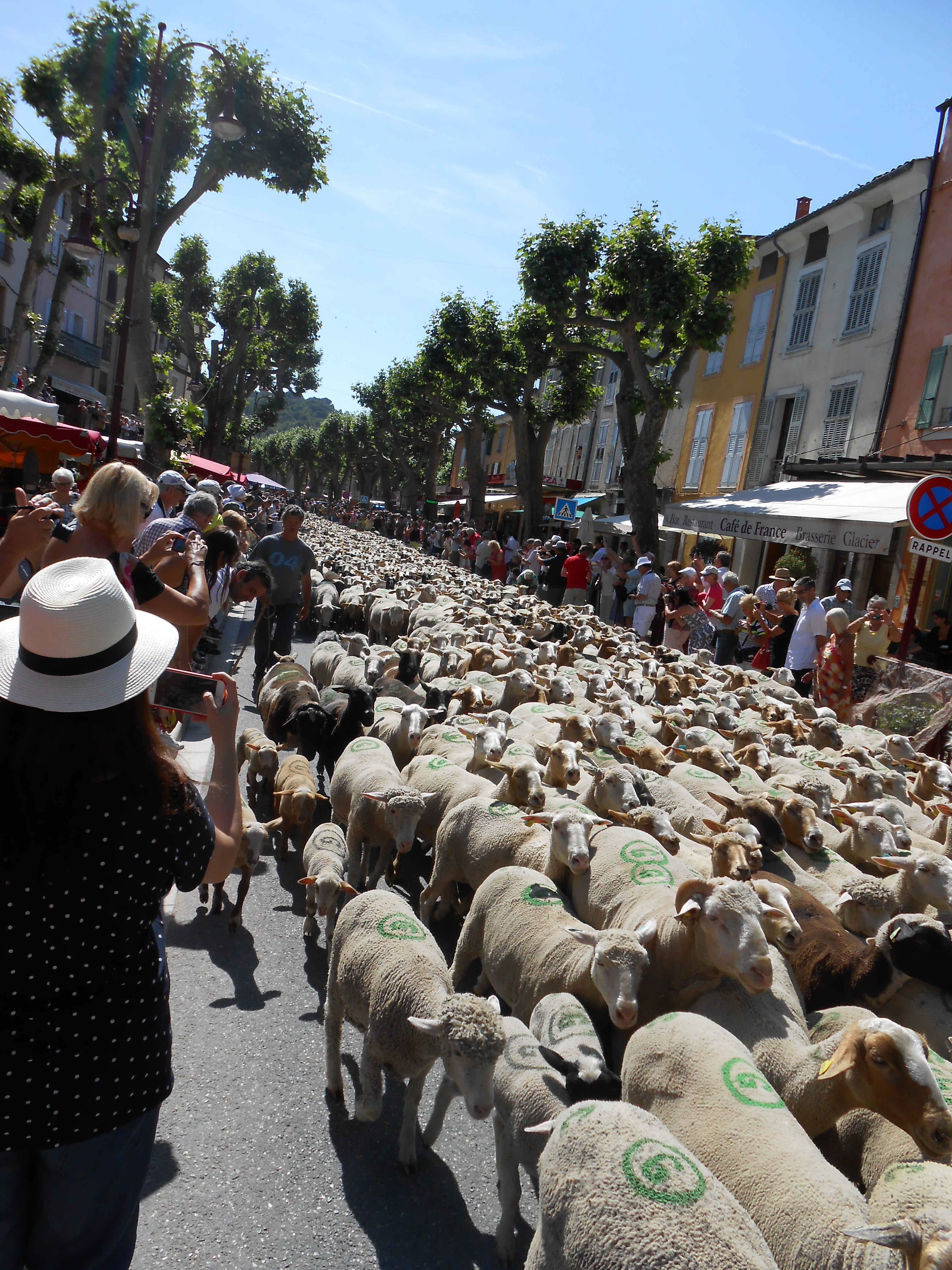 Transumance 2