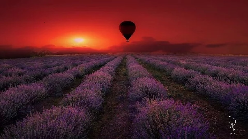 Champs de lavande valensole mongolfiere