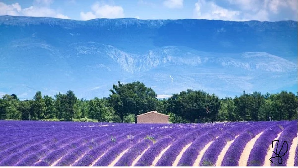 Champs de lavande valensole