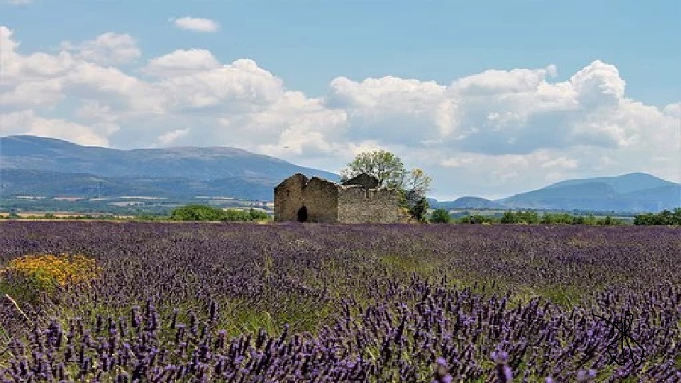 Champs de lavande valensole1