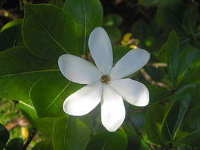 290px Tiare tahiti