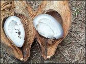 Polynesie noix de coco