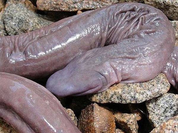 Serpent penis
