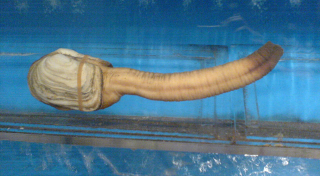 Panope du pacifique
