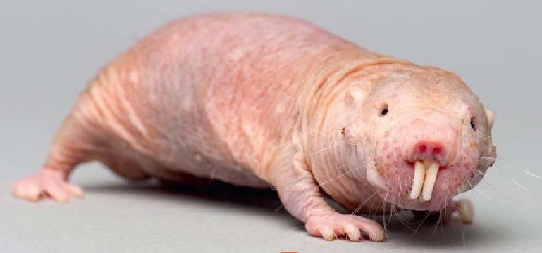 9Rat taupe nu