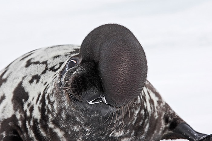 Phoque a capuchon