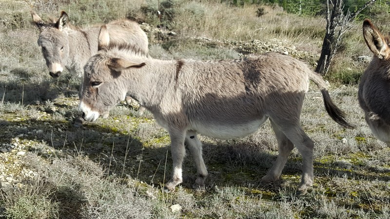 Doline 3