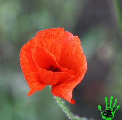 Coquelicot