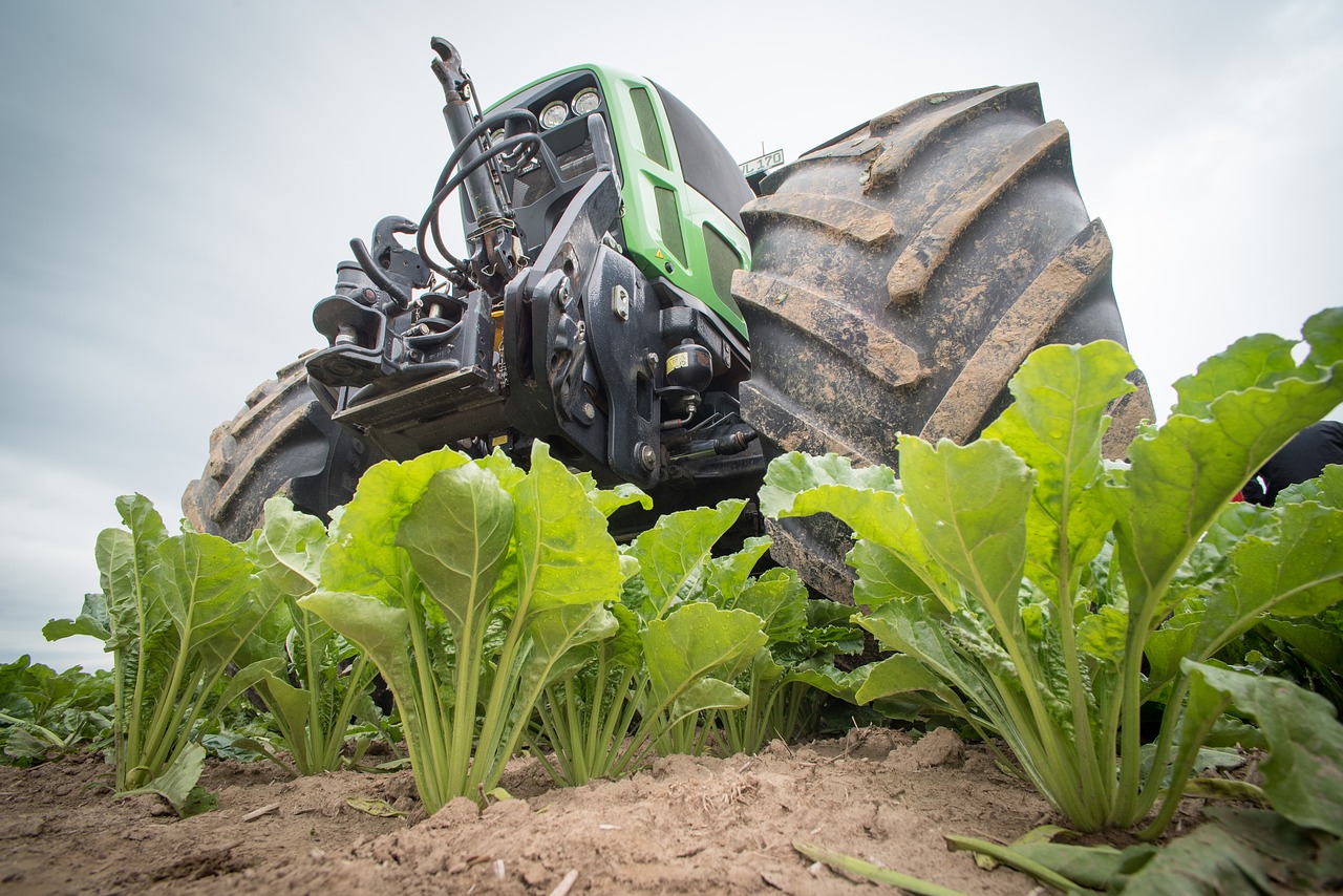 Sugar beet 2499863 1280