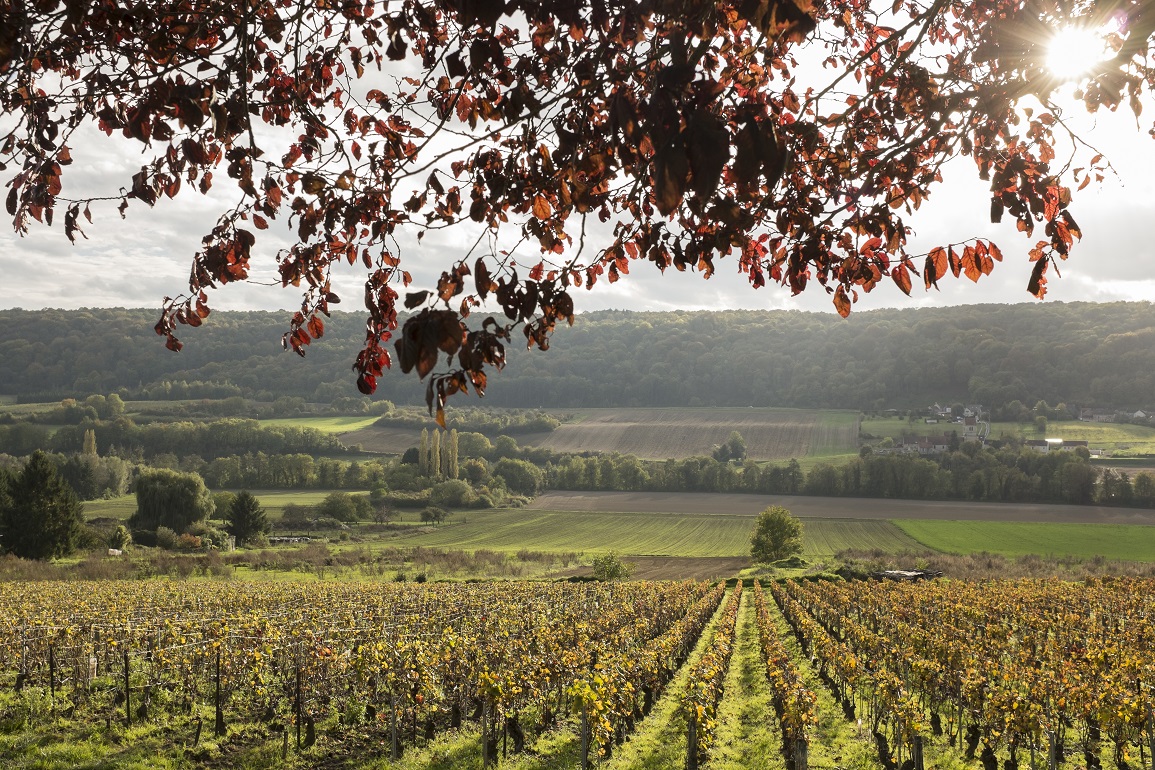 Vignoble champagne MathieuFarcy 10 
