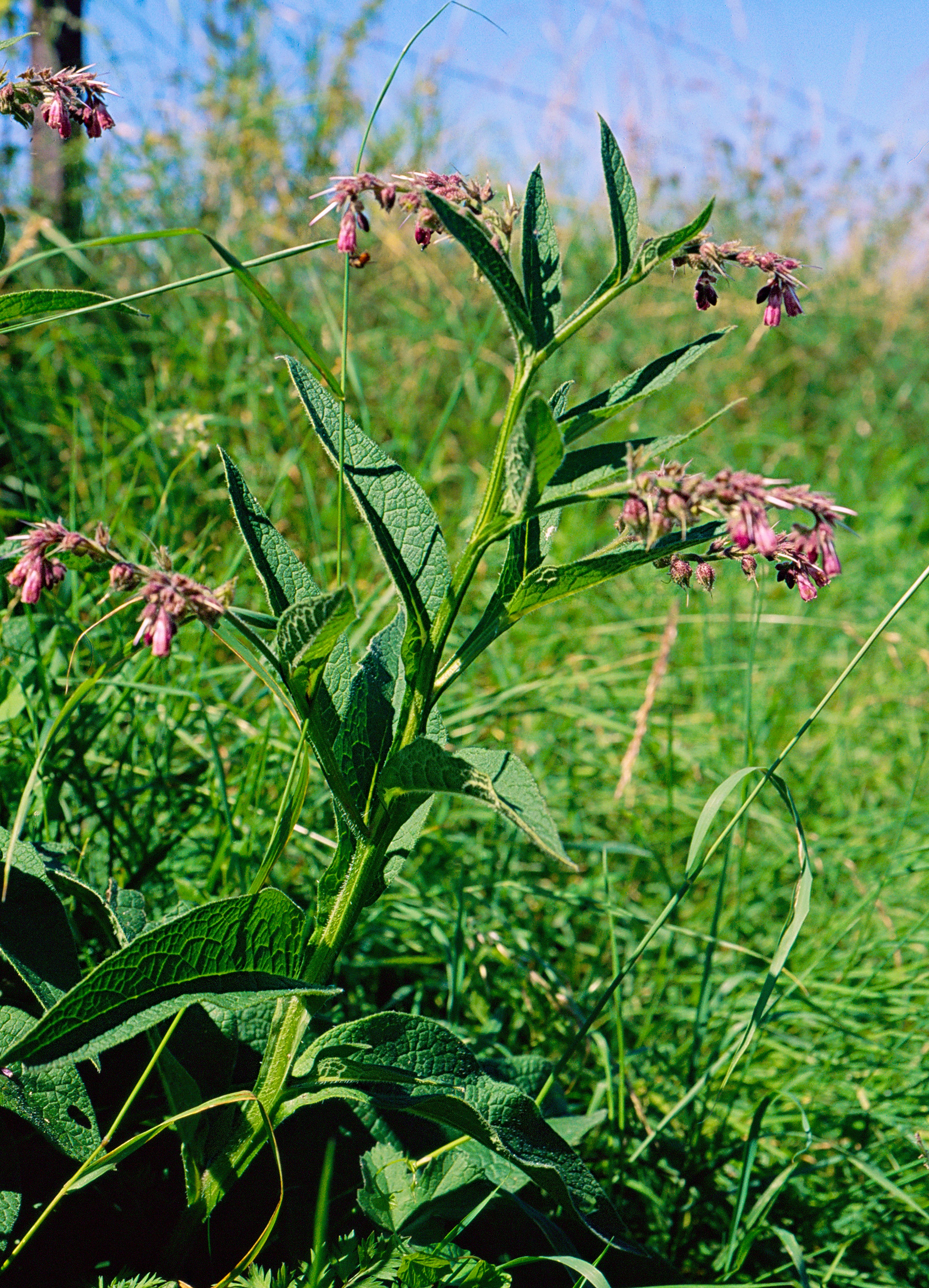 Consoude officinale EKTA 691