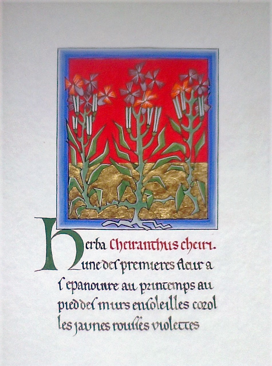 La giroflée: Calligraphie Gothique primitive, enluminure: feuille d'or et tempéra à l'oeuf.