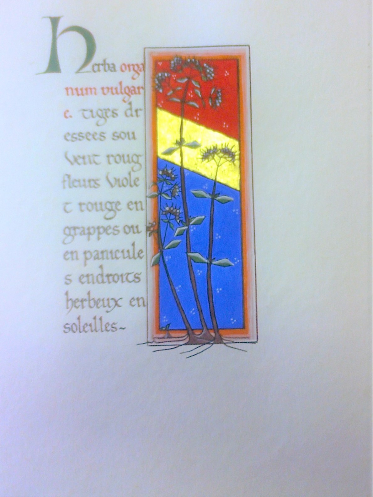 L'origan: Calligraphie gothique primitive, enluminure, feuille d'or et tempéram à l'oeuf.