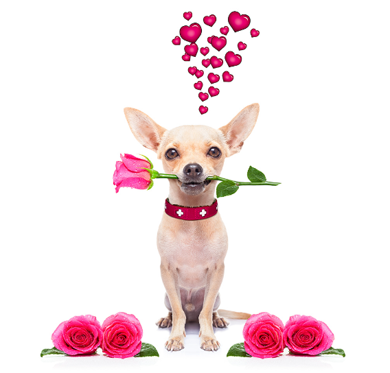 Chisaintvalentin