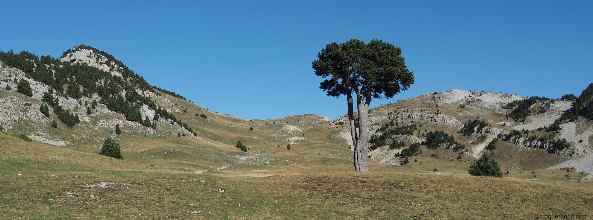 Arbre taille vercors