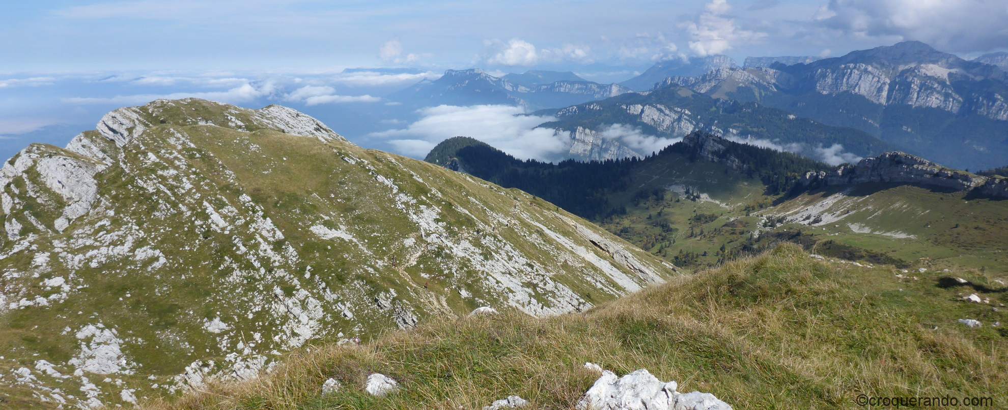 Grande sure chartreuse
