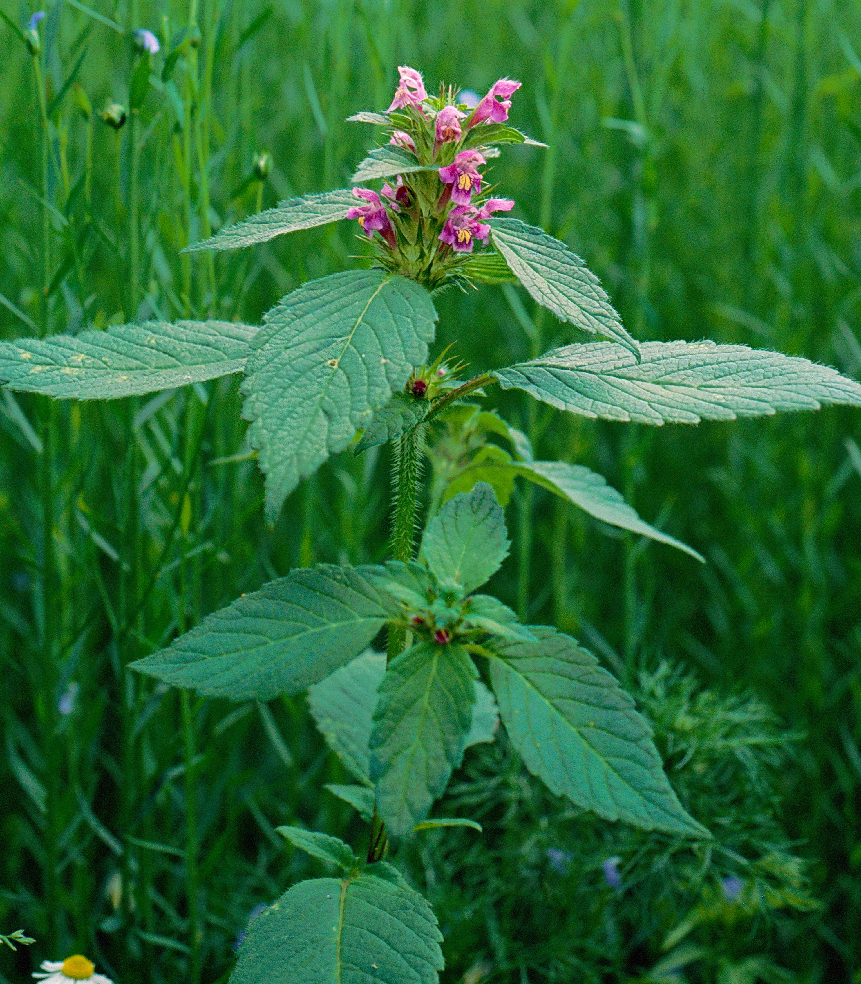 Galeopsis Tetrahit EKTA 6 91 NN