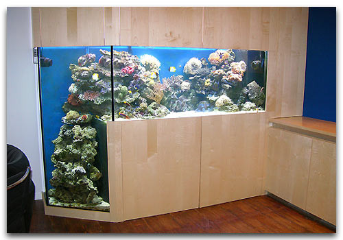Aquarium recifal avec tomba 1 
