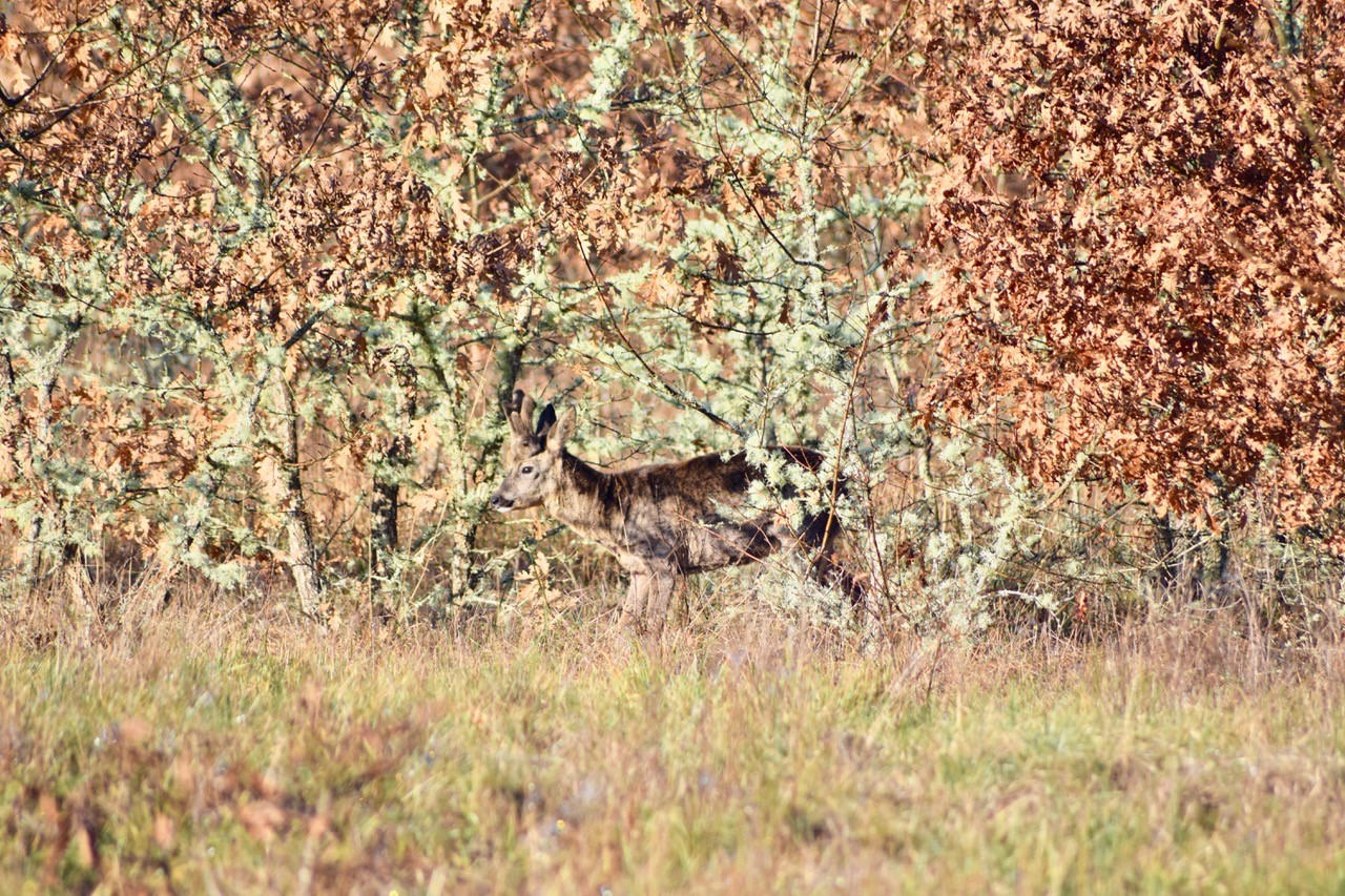 Animal sauvage