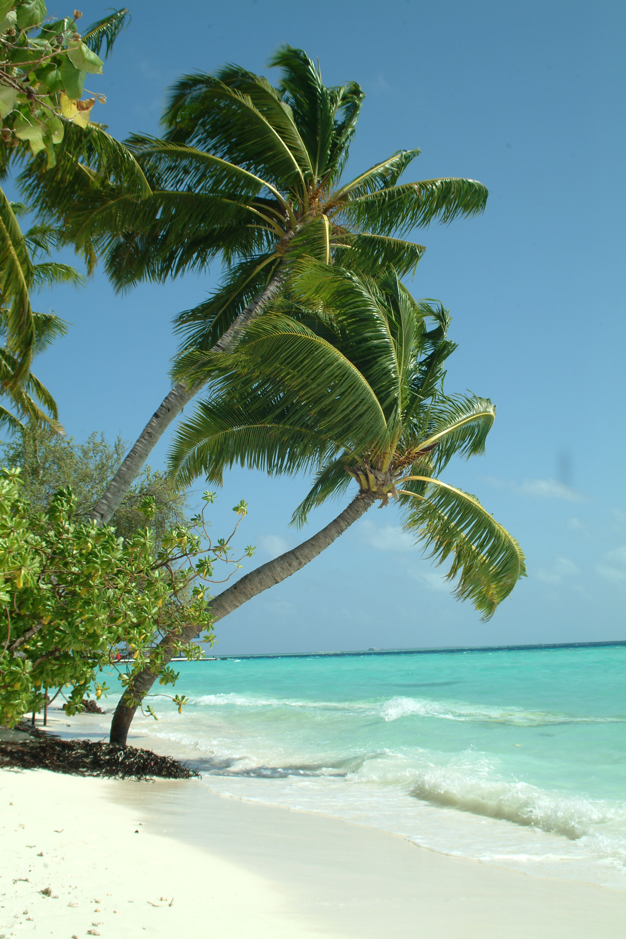 Plage coco images gratuites creative commons cco 170