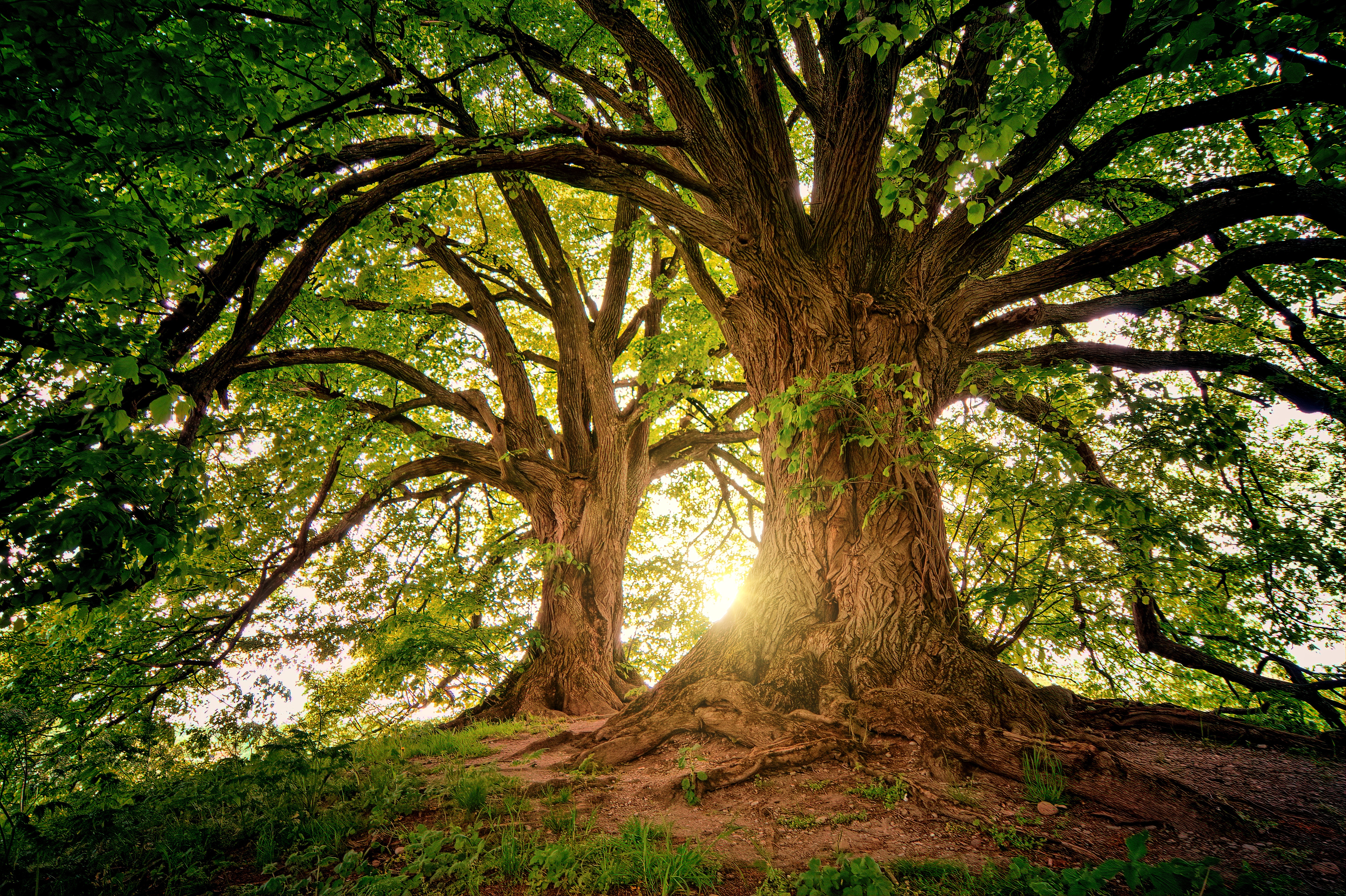Arbre images gratuites libres de droits fotomelia 33