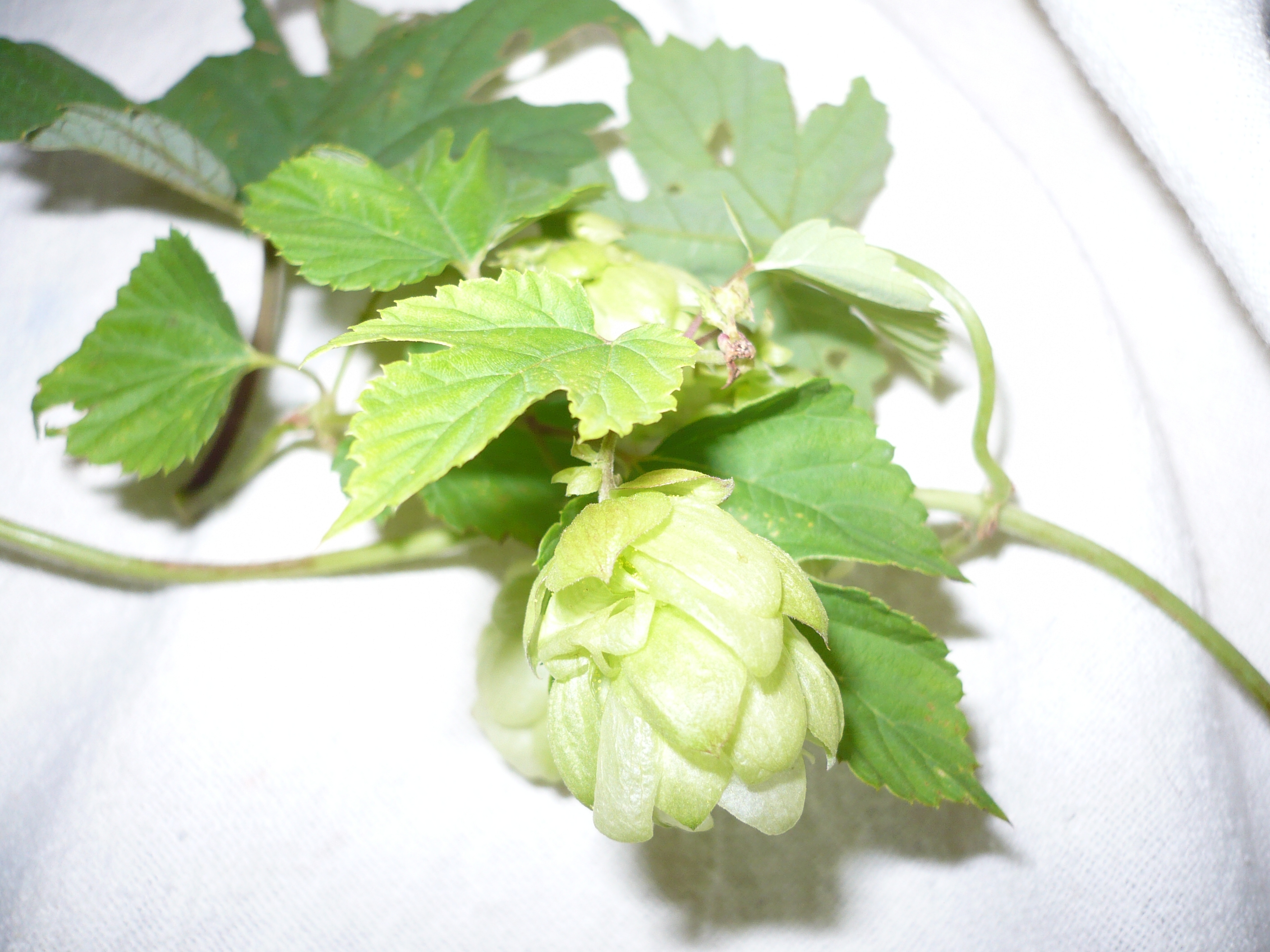 Houblon3