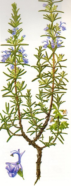 Rosmarinus